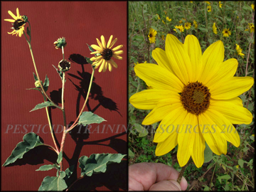 Stem, Foliage, Flowers