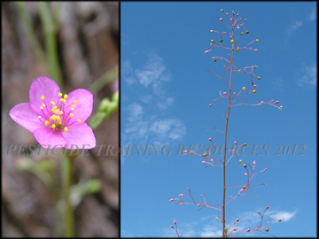 Inflorescense, Seed Capsules, Flower