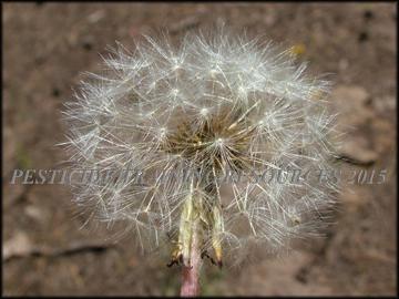 Seed Head