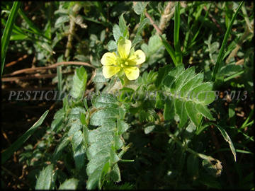 Flower, Foliage