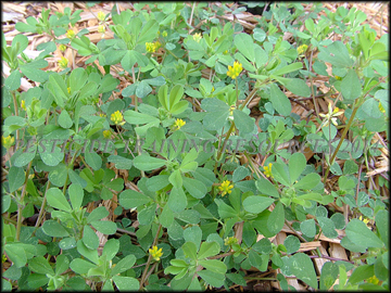Flowers and Foliage