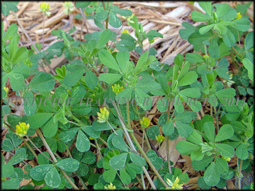 Flowers and Foliage
