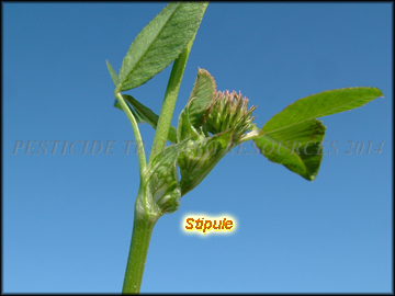 Stipule