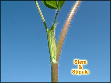 Stem and Stipule