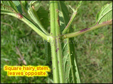 Stem