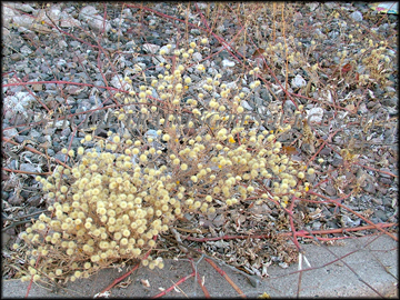 Foliage and Flower Buds