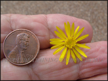 Flower and Seed Heads