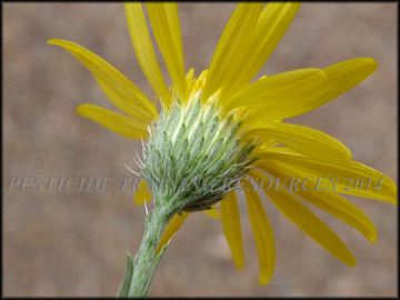 Foliage and Seed Heads