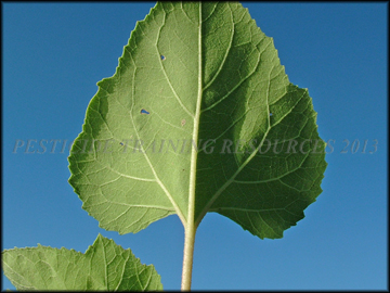 Back of Leaf