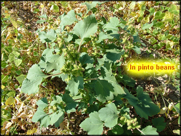 Plant in Dry Beans