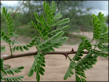 Foliage, Stem, Thorns