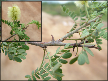 Flower, Foliage