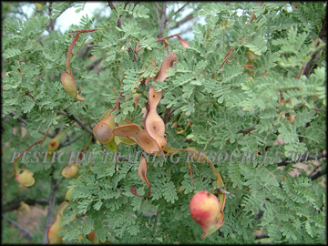 Pods and Foliage