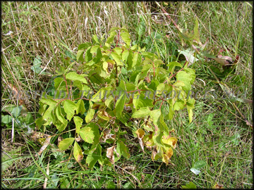 Small Volunteer Tree
