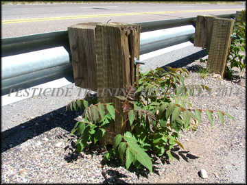 Young Plants from Roots