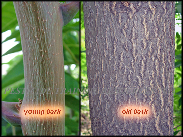 Bark