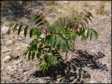 Young Plants from Roots