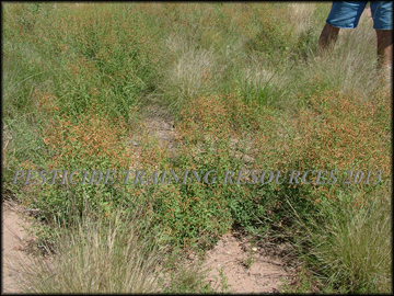Plant with Seed Pods