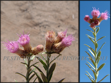 Flowers and Stems