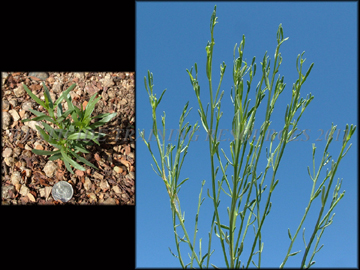 Seedling and Foliage