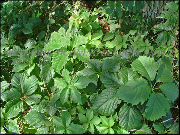 Foliage