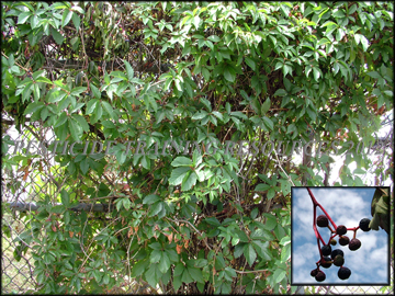 Foliage and Fruit