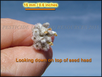 Seed