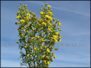 Flowers an Foliage