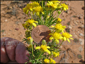 Flowers and Foliage