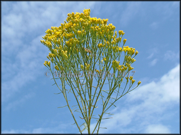 Foliage & Flowers
