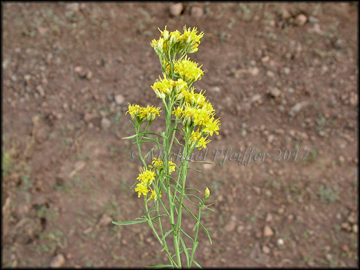 Foliage & Flowers