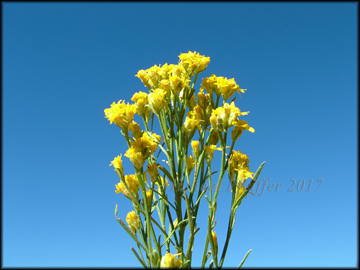 Foliage & Flowers