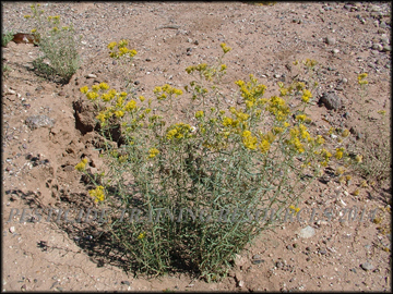 Flowers and Foliage