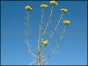 Flowers and Foliage
