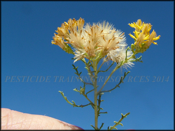 Foliage and Seed