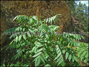 Foliage and Fruit