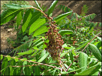Foliage and Fruit