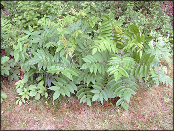 Foliage and Fruit