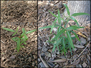 Seedlings