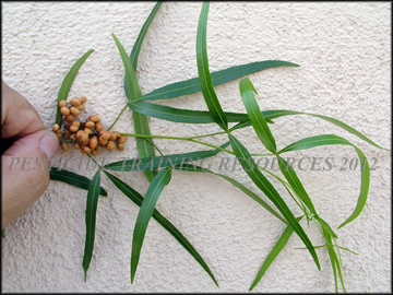 Foliage and Fruit