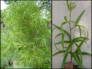 Unwanted Tree, Foliage