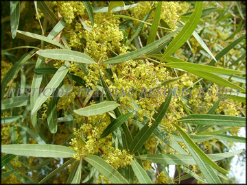 Foliage, Flowers