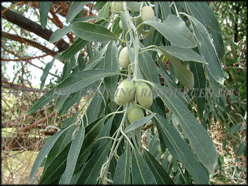 Foliage and Fruit