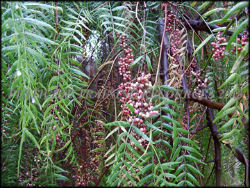Foliage, Fruit