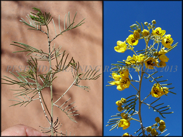 Foliage and Flowers