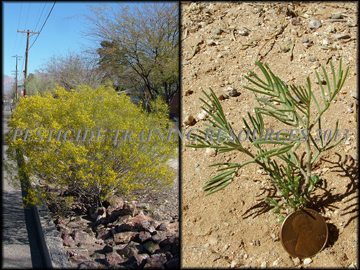 Flowering Plant and Small Plant