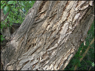 Bark