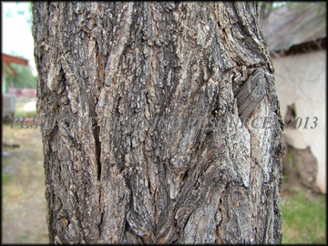 Bark