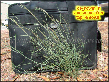 Regrowth in Landscape