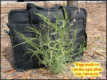 Regrowth in Landscape